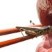 El futuro es comer insectos
