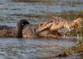 En Indonesia ofrecen recompensa por ayudar a cocodrilo