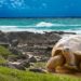 Descubren nuevas especies en las profundidades  del mar en Galápagos
