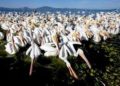 Pelícanos canadienses llegan al lago de Chapala