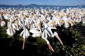 Pelícanos canadienses llegan al lago de Chapala