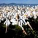 Pelícanos canadienses llegan al lago de Chapala