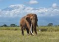 Muere uno de los últimos elefantes de grandes colmillos de África