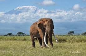 Muere uno de los últimos elefantes de grandes colmillos de África