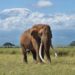 Muere uno de los últimos elefantes de grandes colmillos de África