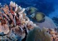 Se reunirán ministros de medio ambiente de países que comparten el Arrecife Mesoamericano