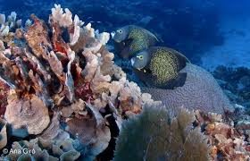 Se reunirán ministros de medio ambiente de países que comparten el Arrecife Mesoamericano