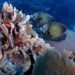Se reunirán ministros de medio ambiente de países que comparten el Arrecife Mesoamericano