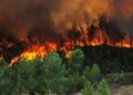 Un innovador gel que impedirá la propagación de incendios