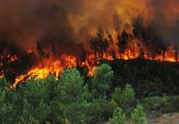 Un innovador gel que impedirá la propagación de incendios