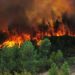 Un innovador gel que impedirá la propagación de incendios