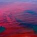 Marea roja en Veracruz afecta a especies