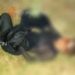 Encuentran cadáver de mujer en Almoloya del Río
