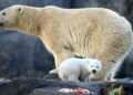 Una cría de oso polar en Viena; la primera en doce años