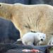 Una cría de oso polar en Viena; la primera en doce años