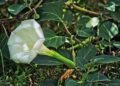 El uso medicinal del toloache, una tradición mexicana