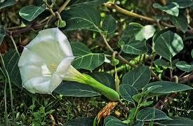 El uso medicinal del toloache, una tradición mexicana