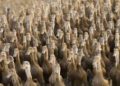 Ejército de 100.000 patos combaten plaga de langostas en Pakistán