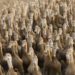 Ejército de 100.000 patos combaten plaga de langostas en Pakistán