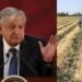 AMLO niega recorte a presupuesto del campo