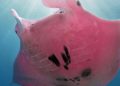 Captan mantarraya rosa