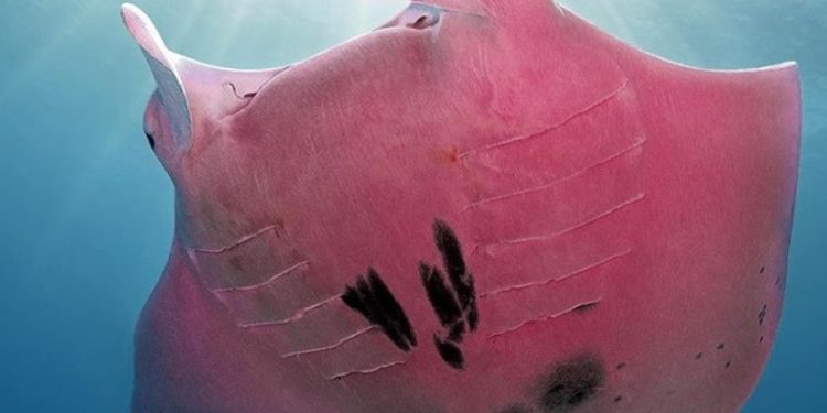 Captan mantarraya rosa