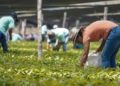 Programa ‘Sembrando Vida’  consiguió solamente el 13.9% de las plantas que necesitaba en 2019