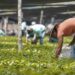 Programa ‘Sembrando Vida’ consiguió solamente el 13.9% de las plantas que necesitaba en 2019