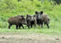 Jabalíes se lanzan de una azotea para salvarse de unos cazadores