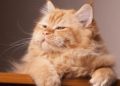 20 de febrero día del gato