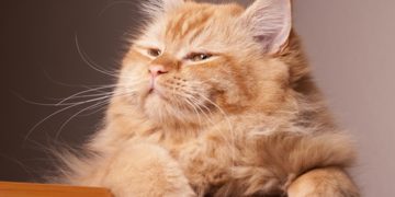 20 de febrero día del gato