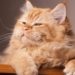 20 de febrero día del gato