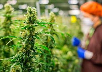 Mexicanos divididos por legalización de mariguana