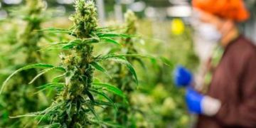 Mexicanos divididos por legalización de mariguana
