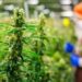 Mexicanos divididos por legalización de mariguana