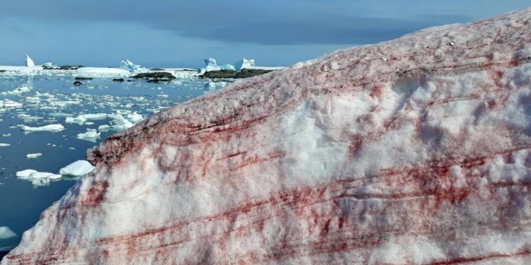 Alga provoca ‘nieve de frambuesa’ en la Antártida