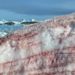 Alga provoca ‘nieve de frambuesa’ en la Antártida