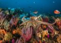 ¿Es ética la acuicultura del pulpo?