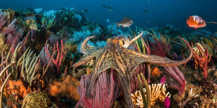 ¿Es ética la acuicultura del pulpo?
