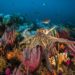 ¿Es ética la acuicultura del pulpo?