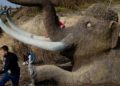 Hallan en Rusia estructura hecha con huesos de mamut