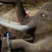 Hallan en Rusia estructura hecha con huesos de mamut