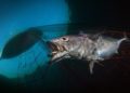 Fotógrafo submarino del año, imágenes de la vida marina