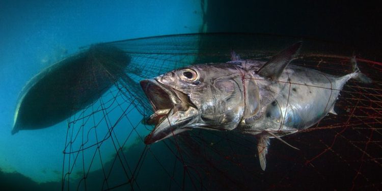 Fotógrafo submarino del año, imágenes de la vida marina