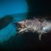 Fotógrafo submarino del año, imágenes de la vida marina