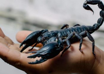Veneno de escorpión podría curar la artritis reumatoide