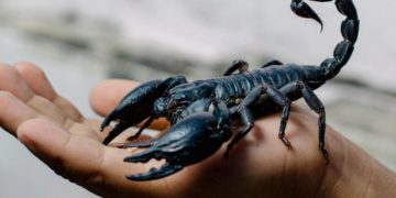 Veneno de escorpión podría curar la artritis reumatoide
