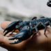 Veneno de escorpión podría curar la artritis reumatoide
