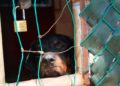 Fiscalía respalda a Ayuntamiento en creación de reglamento de maltrato animal