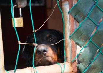 Fiscalía respalda a Ayuntamiento en creación de reglamento de maltrato animal